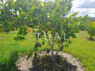 Fazenda em Mata de São João