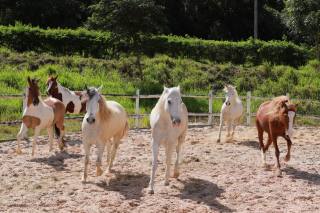 Lote no Fazenda Real I